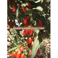 Certified Organic Goji Berry