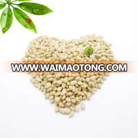 pine nuts for sale new crop pine nuts importer in china